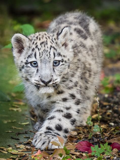 schneeleopard baby